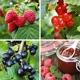LOT DE 3 FRUITS ROUGES SPÉCIAL CONFITURES - Pots de 2 L