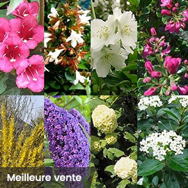 KIT DE HAIE FLEURIE POUR 10 M Pot de 2 à 3 L 