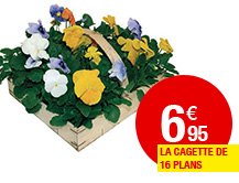 Pensées à 6,95 €