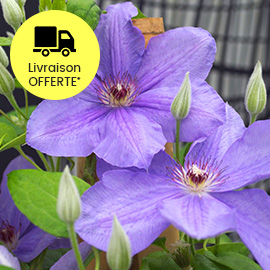 CLEMATITE SUCCESS® BLEU DE LOIRE
