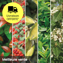 KIT DE HAIE PERSISTANTE POUR 10 M