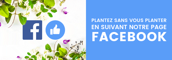 Facebook Gamm Vert