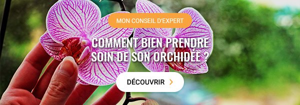 Comment bien prendre soin de son orchidée ?