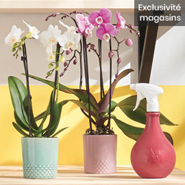 Phalaenopsis Kolibri Fontaine