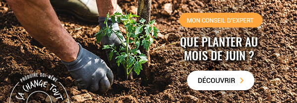 mon conseil expert - que planter au mois de juin ?