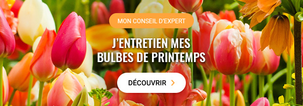 J'entretien mes bulbes de printemps