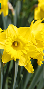 Fleurs
