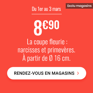 du 1er au 3 mars, 8€90 la coupe fleurie : narcisses et primevères. Rendez-vous en magasin