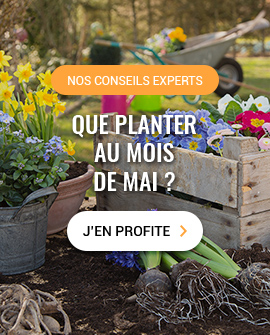 Nos conseils experts Que planter au mois de mai ? J'en profite >