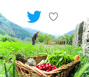 twitter