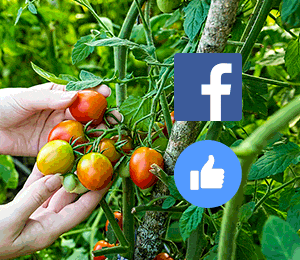 Facebook