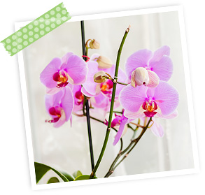 Fleurs