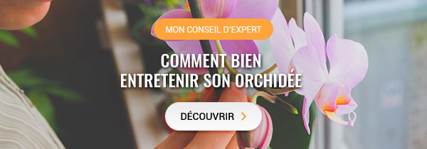 Mon conseil d'expert : Bien prendre soin de son orchidée