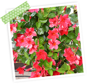 Fleurs