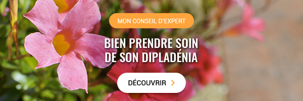 Mon conseil d'expert : Bien prendre soin de son dipladénia